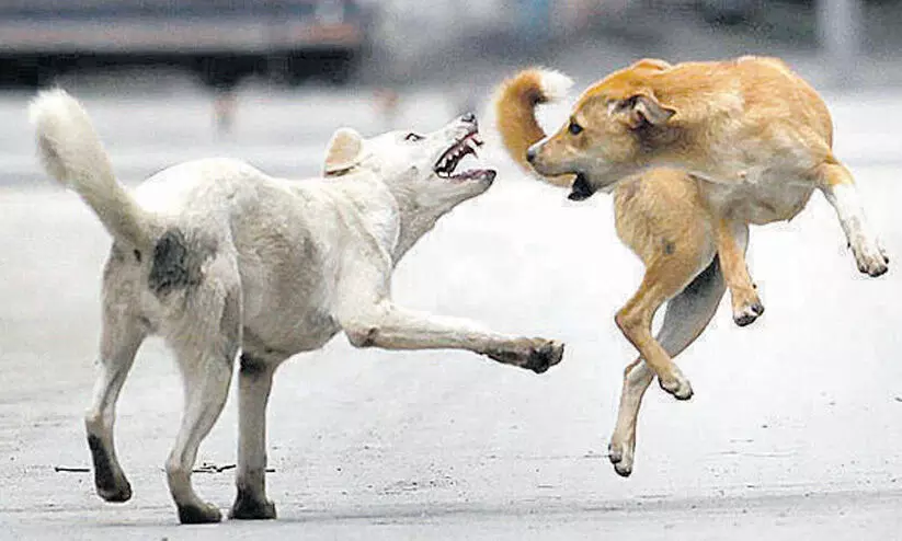 കണ്ണൂരില് സ്കൂള് വരാന്തയില്വച്ച് വിദ്യാര്ത്ഥിക്ക് തെരുവുനായയുടെ കടിയേറ്റു കണ്ണൂരില് സ്കൂള് വരാന്തയില്വച്ച് വിദ്യാര്ത്ഥിക്ക് തെരുവുനായയുടെ കടിയേറ്റു