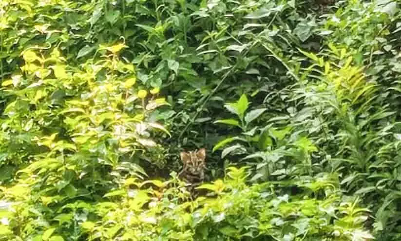 Leopard cubs Leopard cubs