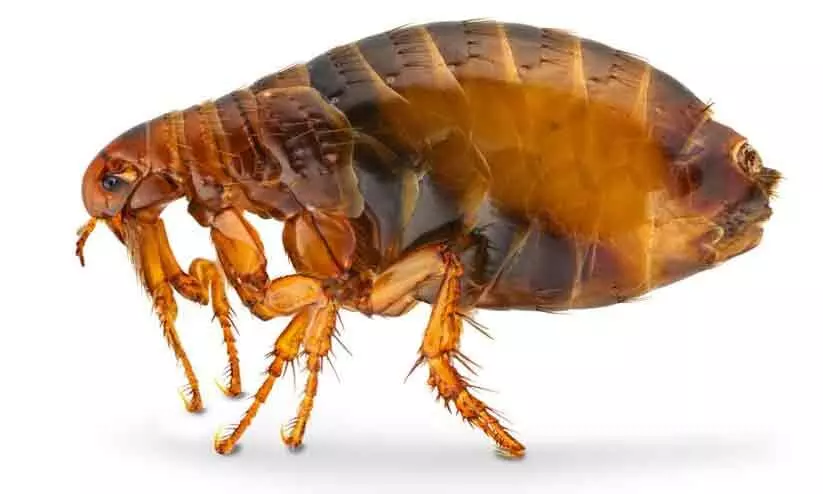 flea fever flea fever