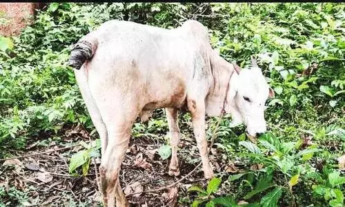 of cattle Tails cut off