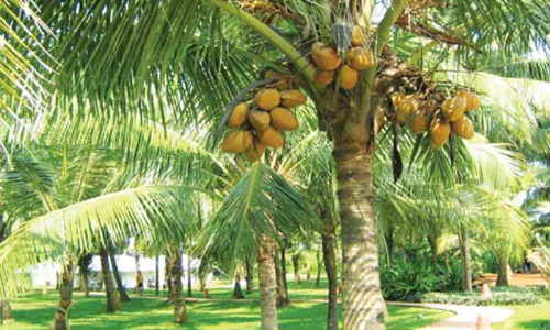 coconut farming