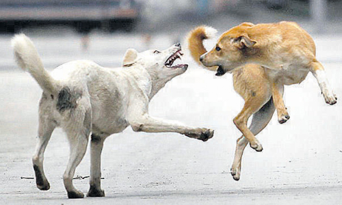 കണ്ണൂരില്‍ സ്കൂള്‍ വരാന്തയില്‍വച്ച് വിദ്യാര്‍ത്ഥിക്ക് തെരുവുനായയുടെ കടിയേറ്റു