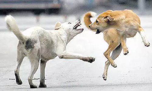 കണ്ണൂരില്‍ സ്കൂള്‍ വരാന്തയില്‍വച്ച് വിദ്യാര്‍ത്ഥിക്ക് തെരുവുനായയുടെ കടിയേറ്റു