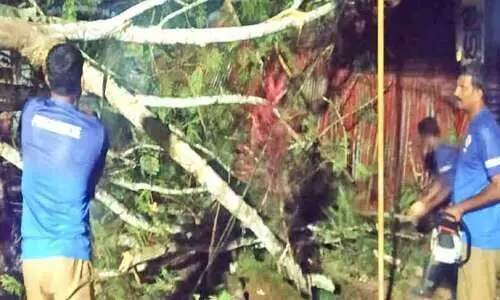 ആശുപത്രിവളപ്പിലെ കൂറ്റൻ മരം കടപുഴകി; വൻ നാശനഷ്ടം