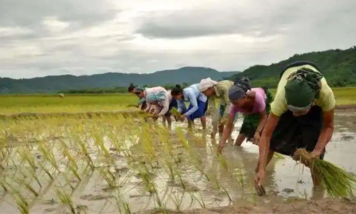 സംസ്ഥാന വിള ഇൻഷുറൻസിലേക്ക് ഓൺലൈനായി പ്രീമിയം അടയ്ക്കാം