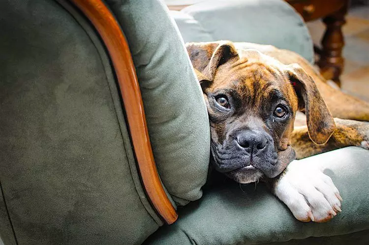 Are pets allowed on KSRTC