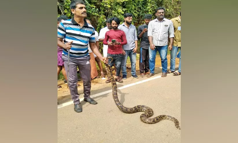 ബസ് സ്റ്റാൻഡിൽനിന്ന് മലമ്പാമ്പിനെ പിടികൂടി ബസ് സ്റ്റാൻഡിൽനിന്ന് മലമ്പാമ്പിനെ പിടികൂടി