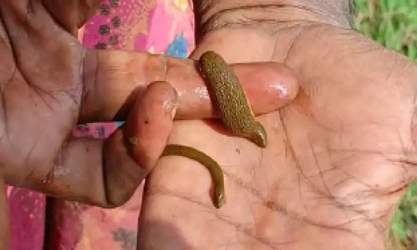 ഇത് അട്ട വിളയും വയലേലകൾ ഇത് അട്ട വിളയും വയലേലകൾ