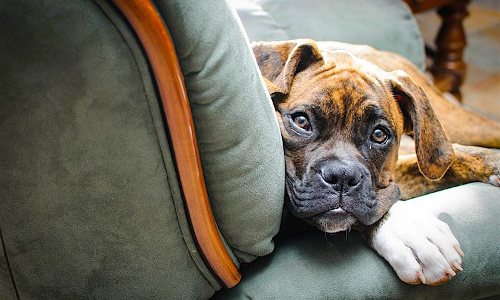 Are pets allowed on KSRTC