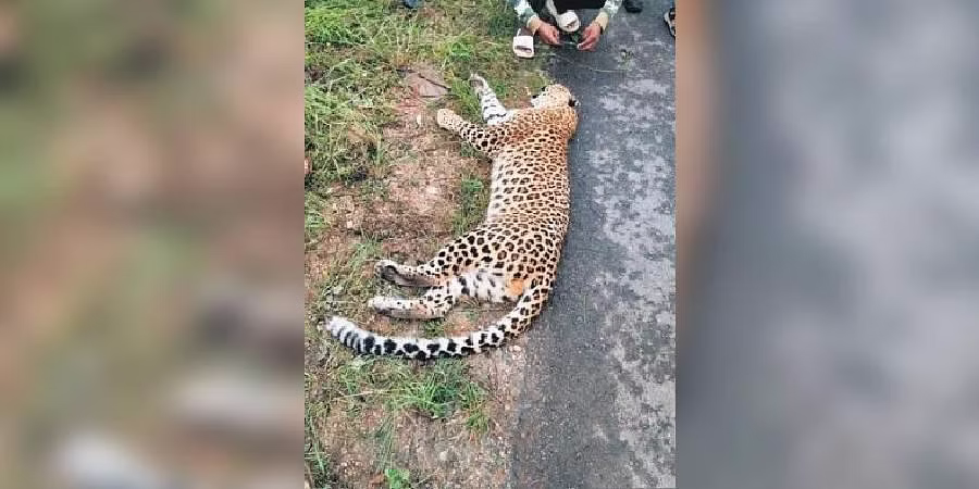Leopard on the expressway He died after being hit by a vehicle