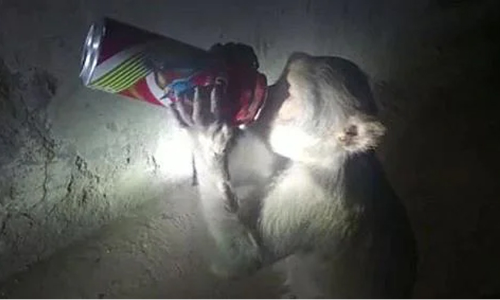 കടയിൽനിന്ന് ബിയർ മോഷ്ടിച്ച് കുടിച്ച് കുരങ്ങ്; വിഡിയോ ഏറ്റെടുത്ത് സമൂഹ മാധ്യമങ്ങൾ