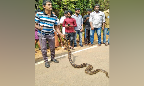 ബസ് സ്റ്റാൻഡിൽനിന്ന് മലമ്പാമ്പിനെ പിടികൂടി