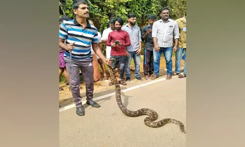 ബസ് സ്റ്റാൻഡിൽനിന്ന് മലമ്പാമ്പിനെ പിടികൂടി