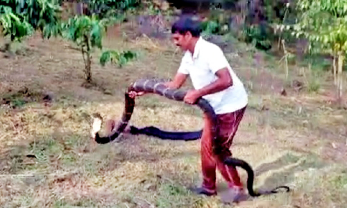 തോൽപ്പെട്ടിയിൽ രാജവെമ്പാലയെ പിടികൂടി