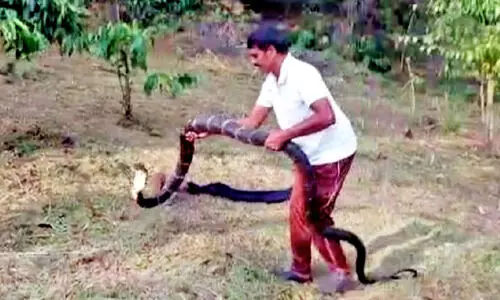 തോൽപ്പെട്ടിയിൽ രാജവെമ്പാലയെ പിടികൂടി