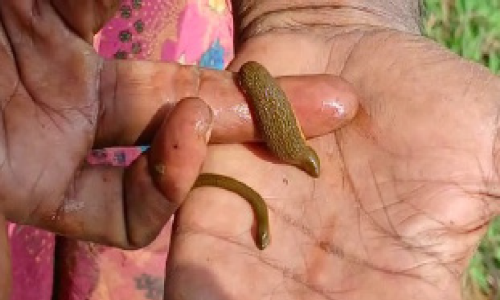 ഇത് അട്ട വിളയും വയലേലകൾ ഇത് അട്ട വിളയും വയലേലകൾ