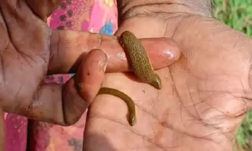 ഇത് അട്ട വിളയും വയലേലകൾ