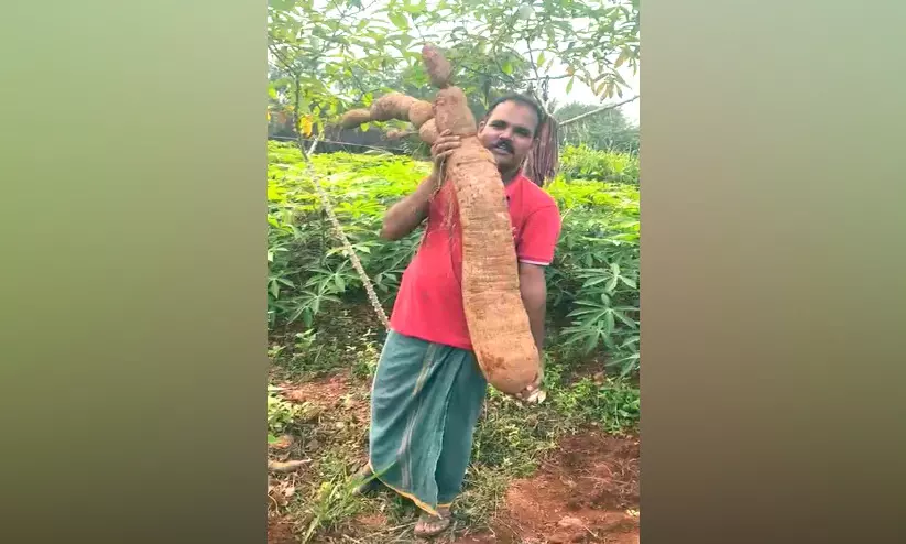 ജൈവ വളത്തിൽ വിളയിച്ച ഭീമൻ മരച്ചീനിയുമായി ഫൈസൽ
