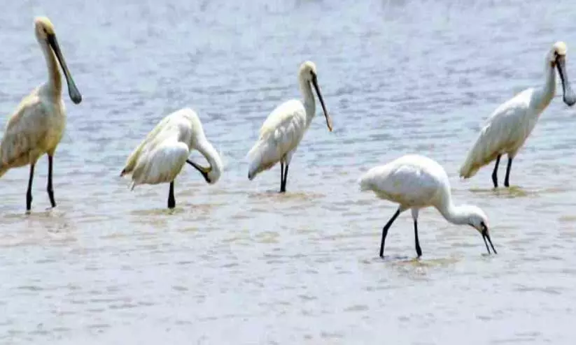 ഏനാമാവ് കോൾ പാടത്ത് സ്പൂൺ ബിൽ കൊക്കുകൾ വിരുന്നെത്തി