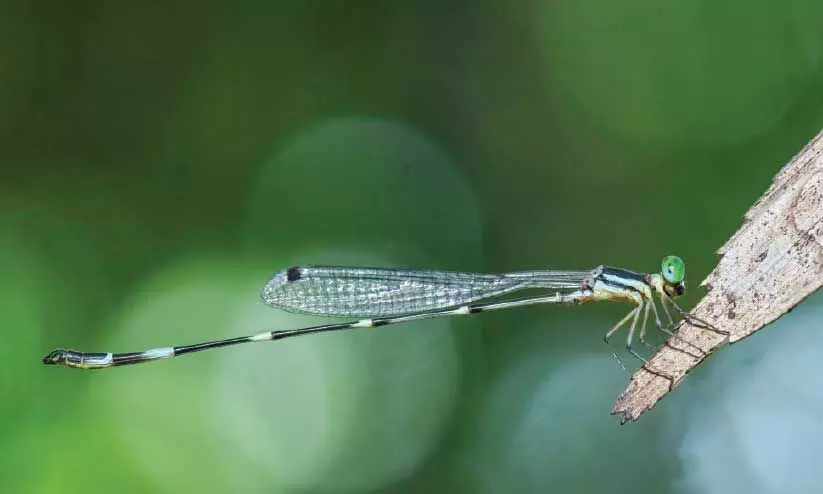 കേരളത്തിൽനിന്ന് പുതിയ തുമ്പി, ഫ്രാൻസി