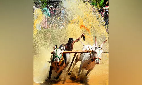 കളംനിറഞ്ഞ്, മനംനിറഞ്ഞ്; വേഗമാനങ്ങൾ തീർത്ത് പെരുമണ്ണയിലെ കാളപൂട്ട്