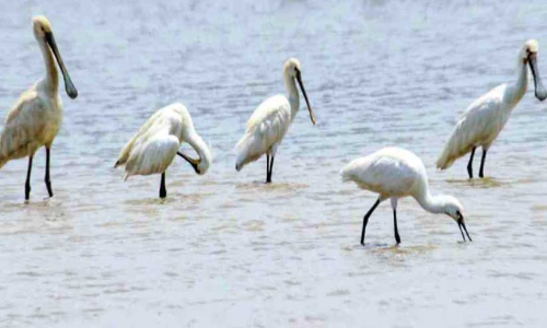 ഏനാമാവ് കോൾ പാടത്ത് സ്പൂൺ ബിൽ കൊക്കുകൾ വിരുന്നെത്തി