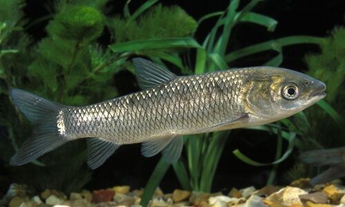 Grass carp fishes
