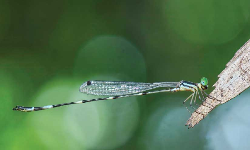 കേരളത്തിൽനിന്ന് പുതിയ തുമ്പി, ഫ്രാൻസി