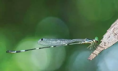 കേരളത്തിൽനിന്ന് പുതിയ തുമ്പി, ഫ്രാൻസി