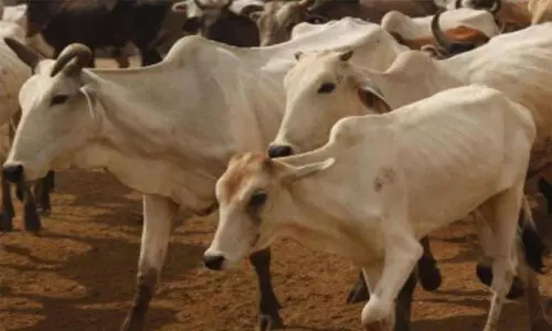 പശുവിനെ അറുത്തെന്നാരോപിച്ച് അറവുശാലകളുടെ സ്വത്തുക്കൾ കണ്ടുകെട്ടി കർണാടക സർക്കാർ