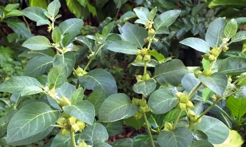 Ashwagandha Ashwagandha