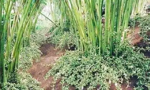 Cardamom farmers hit by falling prices