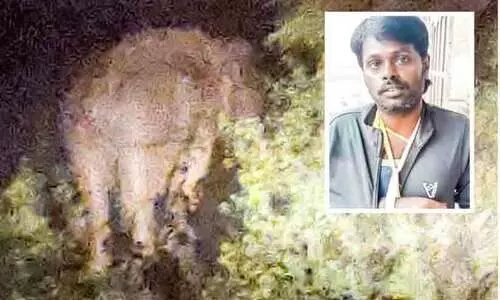 മറയൂരിനെ വിറപ്പിച്ച് ഒന്നരക്കൊമ്പൻ