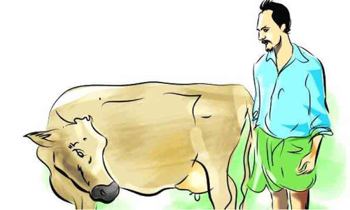 കാലിത്തീറ്റ വില വർധന: ക്ഷീരകർഷകർ സമരത്തിന്