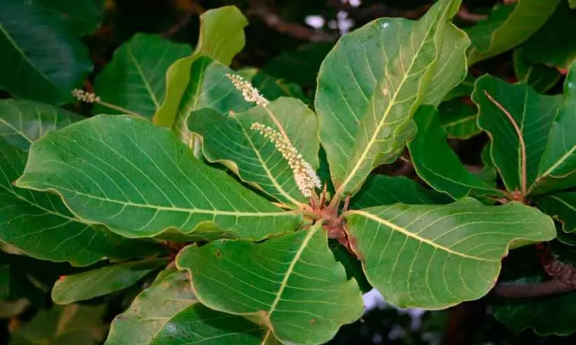 Almond leaves Almond leaves