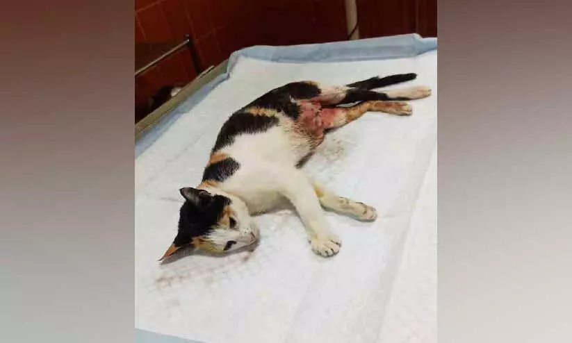 തെരുവുനായ്ക്കളുടെ കടിയേറ്റ പൂച്ചക്ക് അടിയന്തര ശസ്ത്രക്രിയ