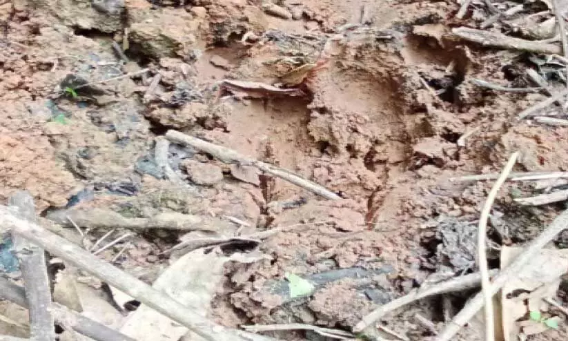 പുലി ആടിനെ കൊന്നു