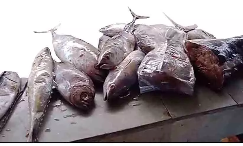 217കിലോ പഴകിയ മത്സ്യം പിടിച്ചു;  മത്സ്യത്തിന് രണ്ടുമാസത്തെ പഴക്കം