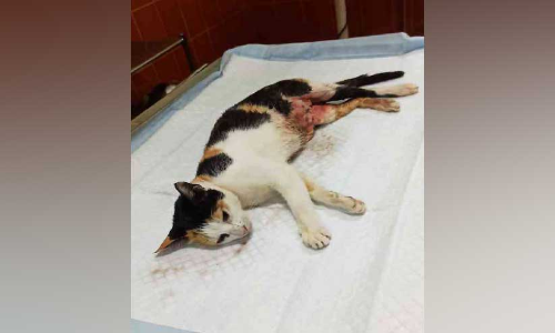 തെരുവുനായ്ക്കളുടെ കടിയേറ്റ പൂച്ചക്ക് അടിയന്തര ശസ്ത്രക്രിയ