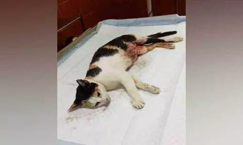 തെരുവുനായ്ക്കളുടെ കടിയേറ്റ പൂച്ചക്ക് അടിയന്തര ശസ്ത്രക്രിയ