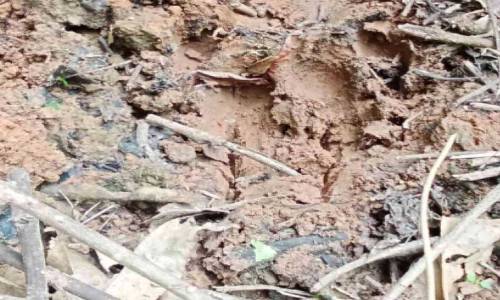 പുലി ആടിനെ കൊന്നു