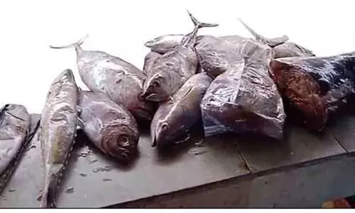 217കിലോ പഴകിയ മത്സ്യം പിടിച്ചു;  മത്സ്യത്തിന് രണ്ടുമാസത്തെ പഴക്കം