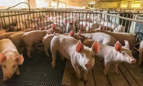 ആഫ്രിക്കൻ പന്നിപ്പനി: ഇതുവരെ 1.33 കോടി രൂപ നൽകിയെന്ന് ജെ.ചിഞ്ചുറാണി ആഫ്രിക്കൻ പന്നിപ്പനി: ഇതുവരെ 1.33 കോടി രൂപ നൽകിയെന്ന് ജെ.ചിഞ്ചുറാണി