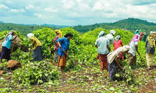 പഞ്ചായത്തിൽ ഒരേ സമയം 20പ്രവൃത്തികള്‍‍ എന്ന നിര്‍ദേശം തിരുത്തി കേന്ദ്രസര്‍ക്കാര്‍