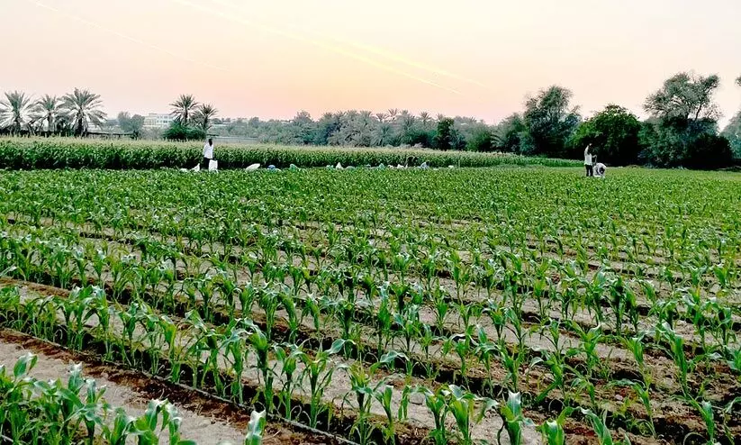 പച്ചപുതച്ച് മരുഭൂ കൃഷി നിലങ്ങള് പച്ചപുതച്ച് മരുഭൂ കൃഷി നിലങ്ങള്