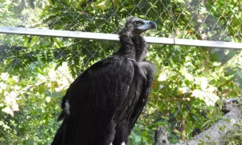 അപൂർവയിനം കഴുകനെ രാജസ്ഥാനിൽ എത്തിച്ചു അപൂർവയിനം കഴുകനെ രാജസ്ഥാനിൽ എത്തിച്ചു