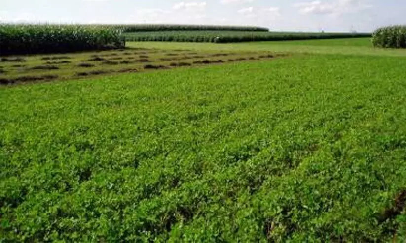 കാന്തല്ലൂർ കൃഷിഭവനിൽ ഹൈബ്രിഡ് പച്ചക്കറി കൃഷിയിൽ നടന്നത് ക്രമക്കേടെന്ന് റിപ്പോർട്ട്