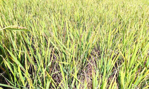 നെൽകർഷകർക്ക് ഭീഷണിയായി മുഞ്ഞ ബാധ;  ഏക്കർകണക്കിന് നെൽകൃഷി നശിച്ചു