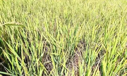 നെൽകർഷകർക്ക് ഭീഷണിയായി മുഞ്ഞ ബാധ;  ഏക്കർകണക്കിന് നെൽകൃഷി നശിച്ചു