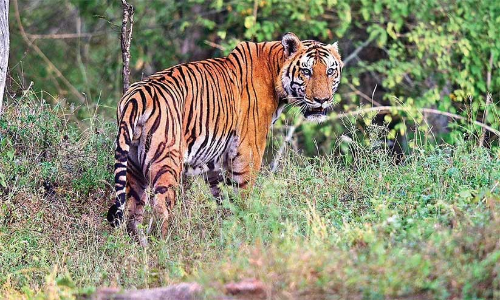 tiger menace tiger menace